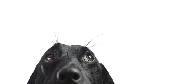 Closeup of a Black Dog